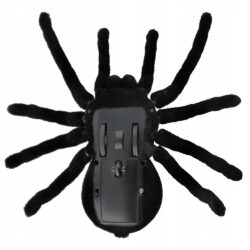 a black spider with long legs